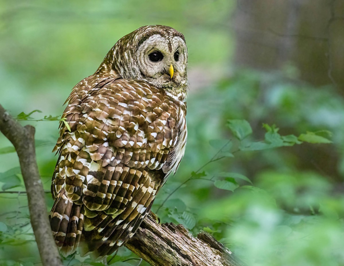 Barred Owl - ML618770244