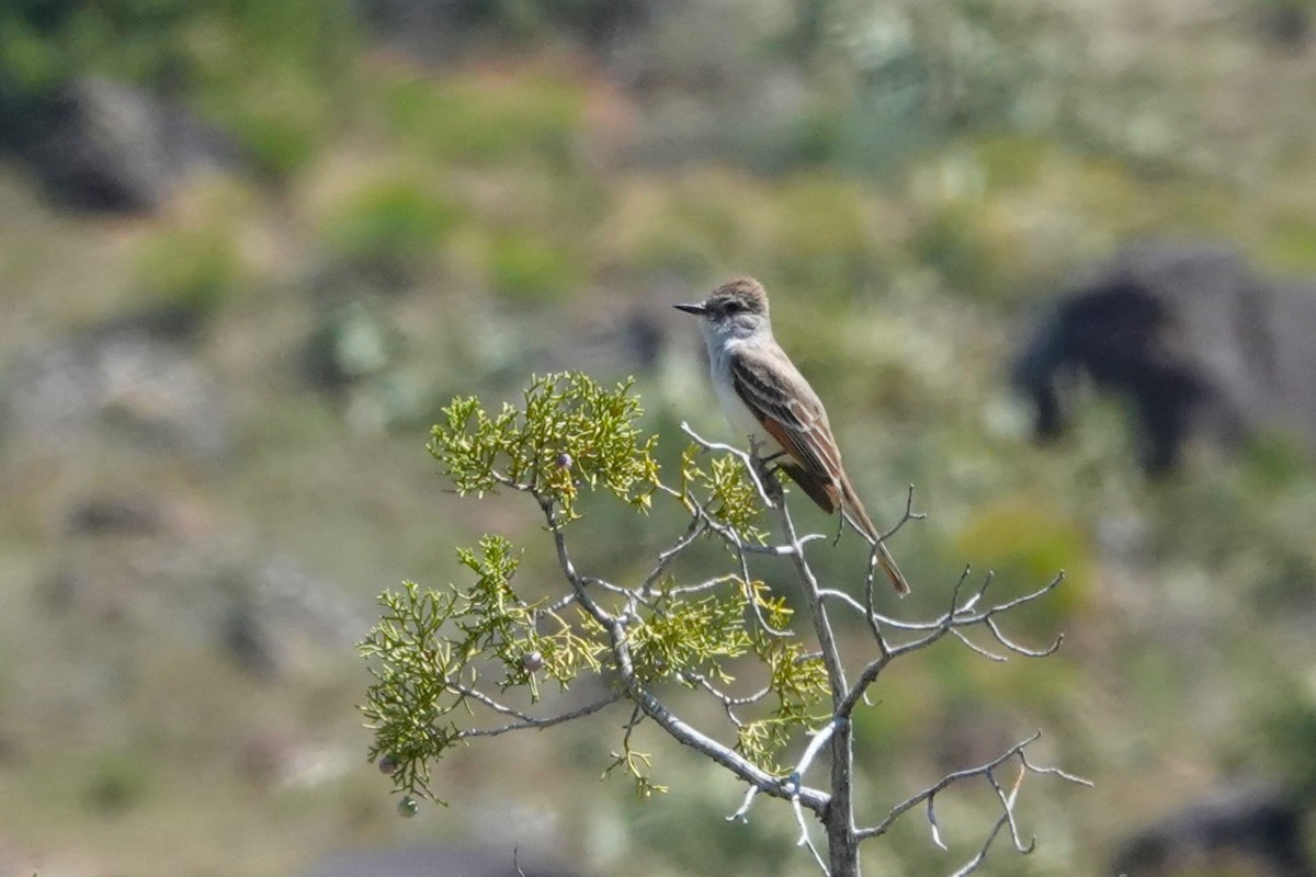 Ash-throated Flycatcher - Cliff Cordy