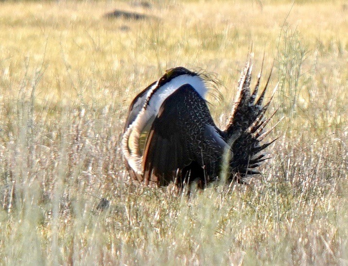 Greater Sage-Grouse - ML618770364