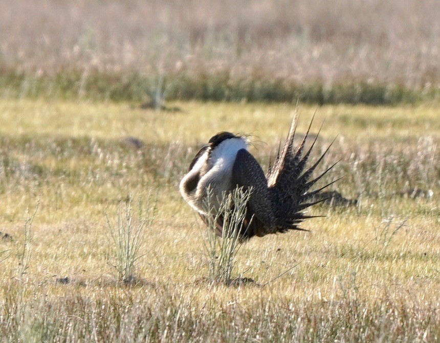 Greater Sage-Grouse - ML618770371