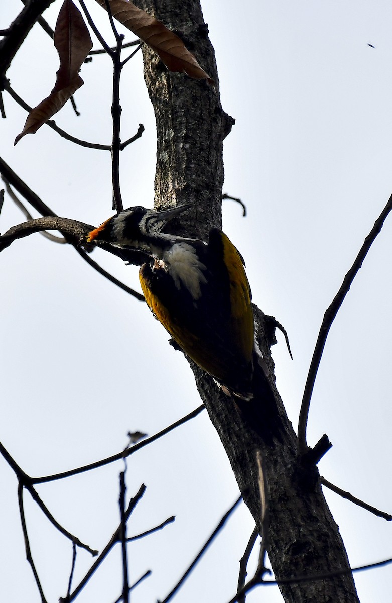 White-naped Woodpecker - ML618770390