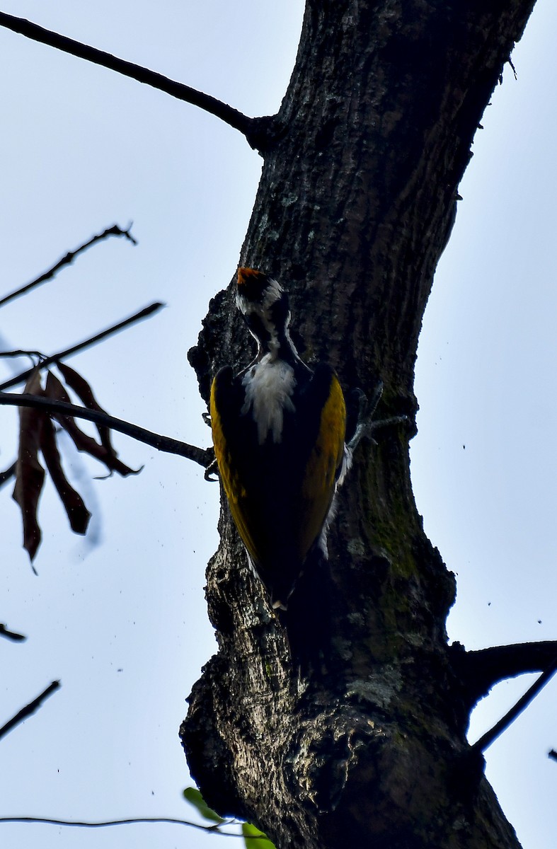White-naped Woodpecker - ML618770391