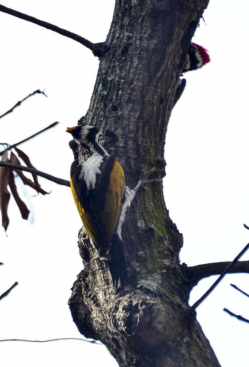 White-naped Woodpecker - ML618770392