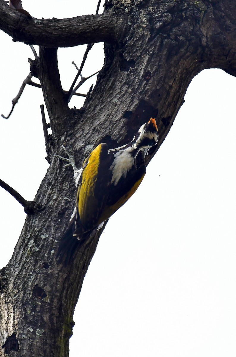 White-naped Woodpecker - ML618770393