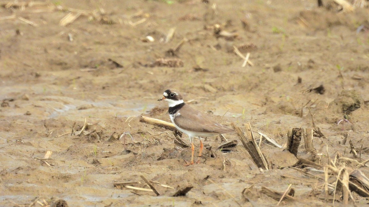 Semipalmated Plover - ML618770427