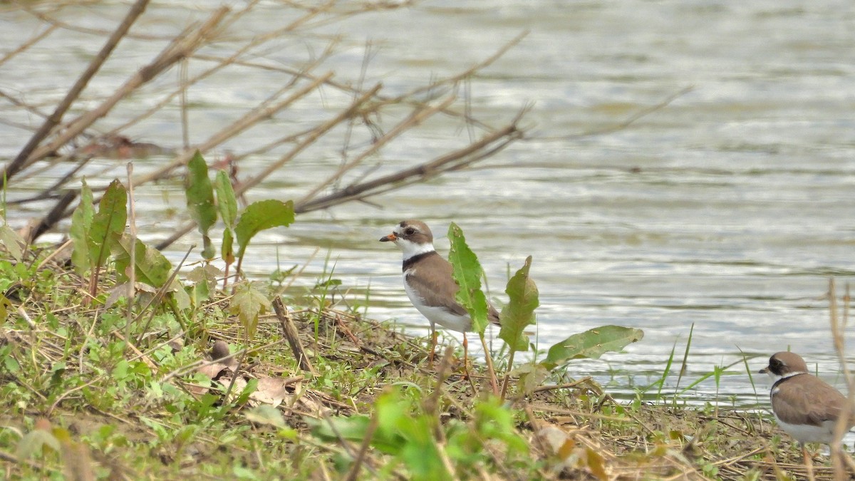 Semipalmated Plover - ML618770428