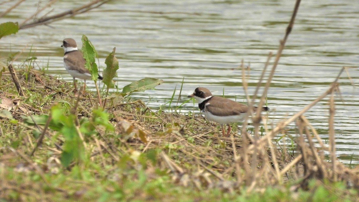 Semipalmated Plover - ML618770429