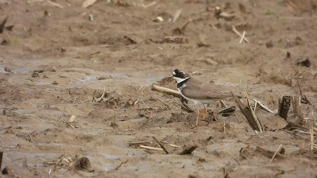 Semipalmated Plover - ML618770436