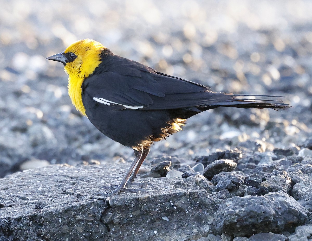 Yellow-headed Blackbird - ML618770446
