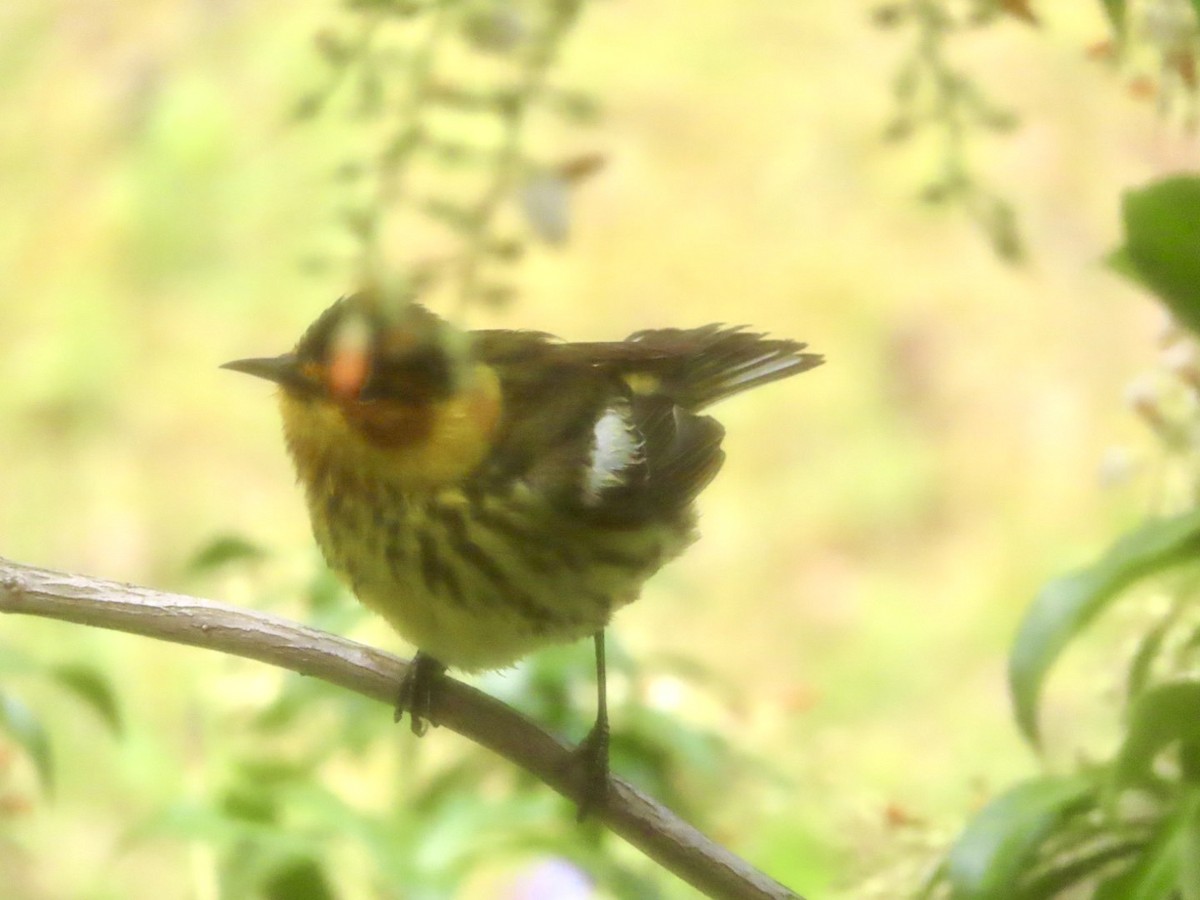 Cape May Warbler - ML618770470
