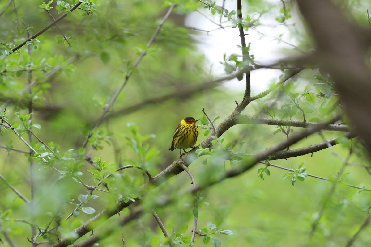 Cape May Warbler - ML618770505