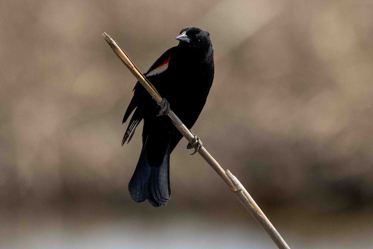 Red-winged Blackbird - Ann Van Sant