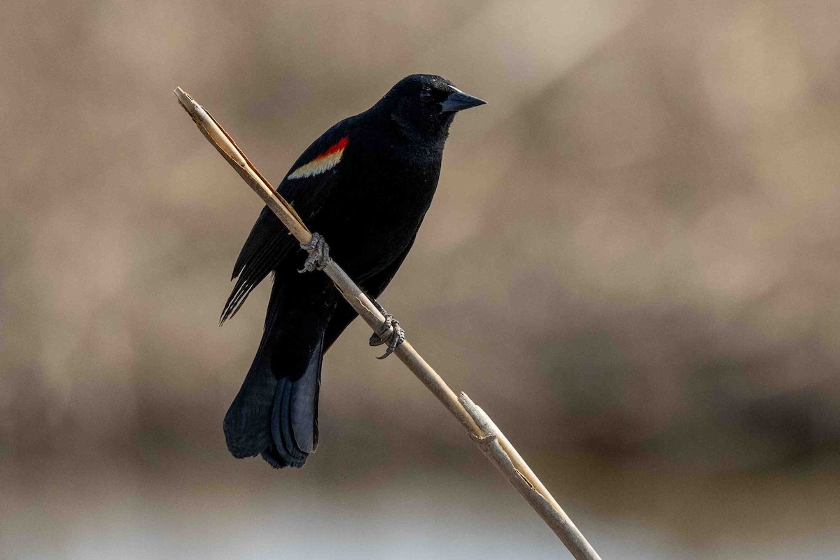 Red-winged Blackbird - Ann Van Sant