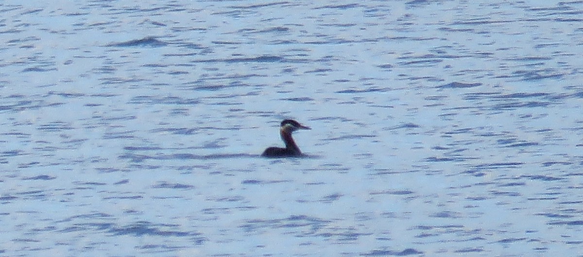 Red-necked Grebe - ML618770586