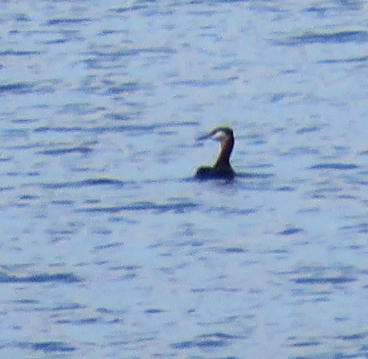 Red-necked Grebe - ML618770595