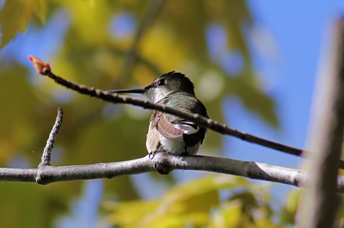 Ruby-throated Hummingbird - ML618770598