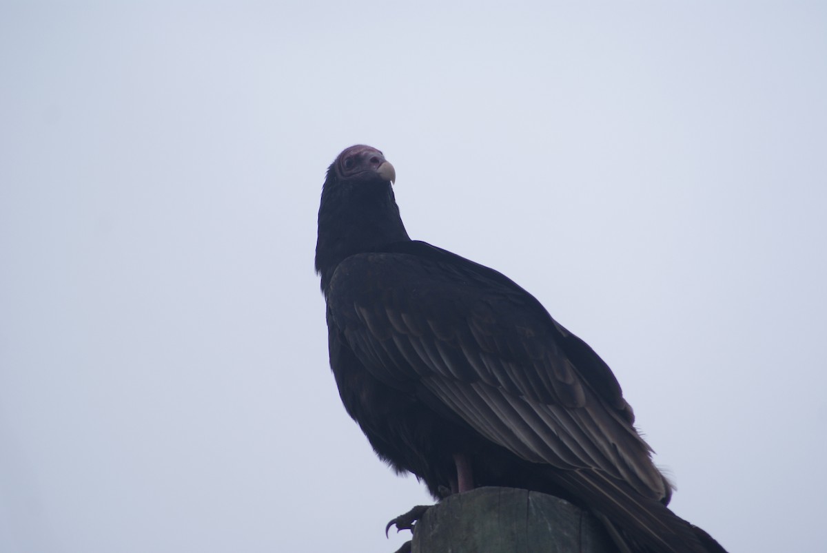 Turkey Vulture - ML618770599