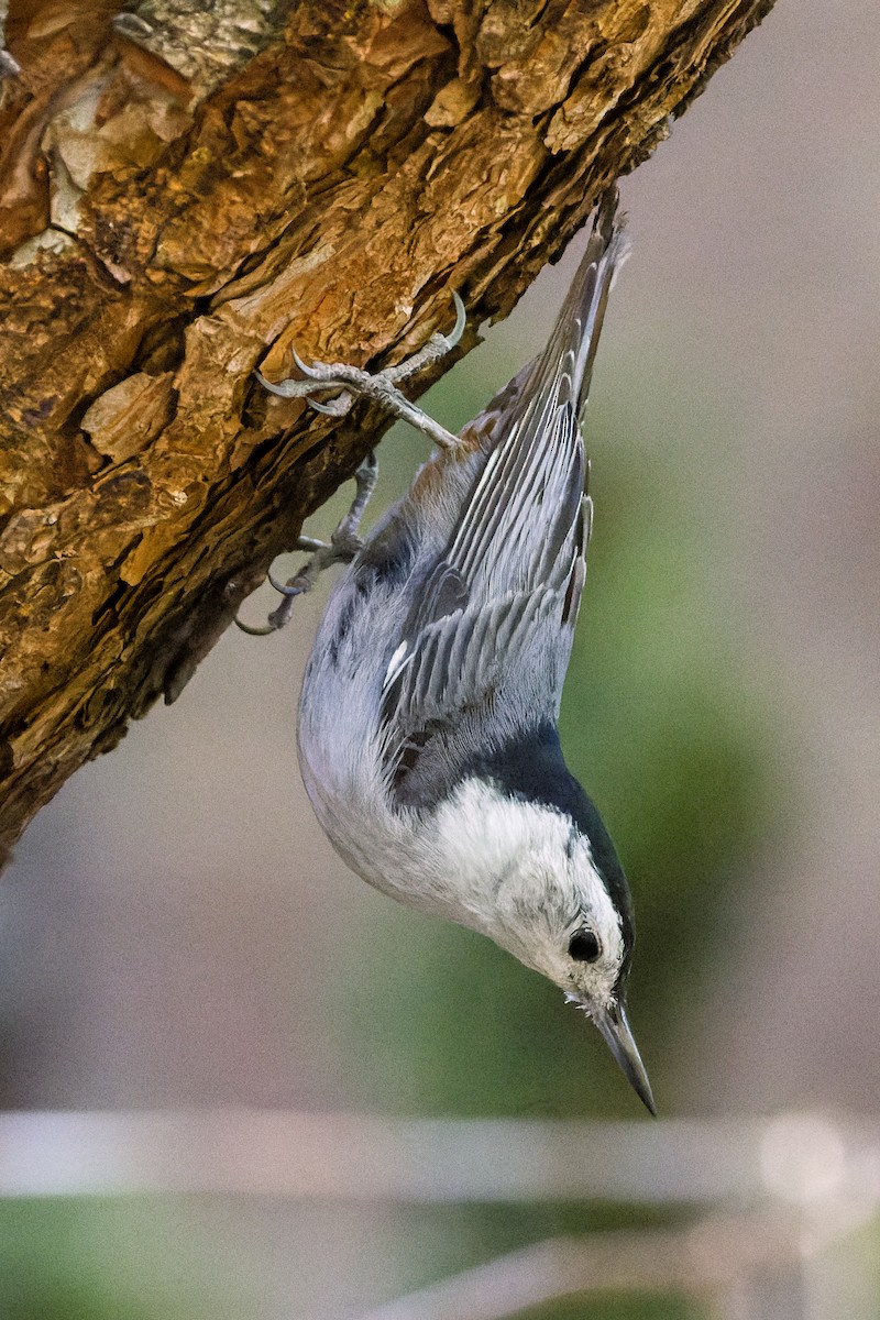 White-breasted Nuthatch - ML618770607