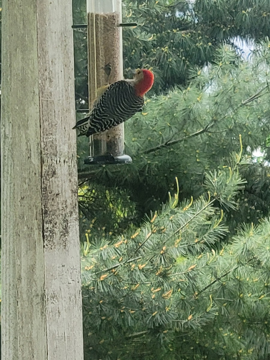 Red-bellied Woodpecker - ML618770618