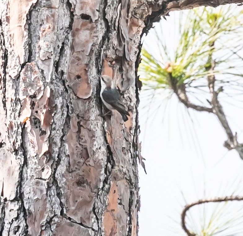 Brown-headed Nuthatch - ML618770655
