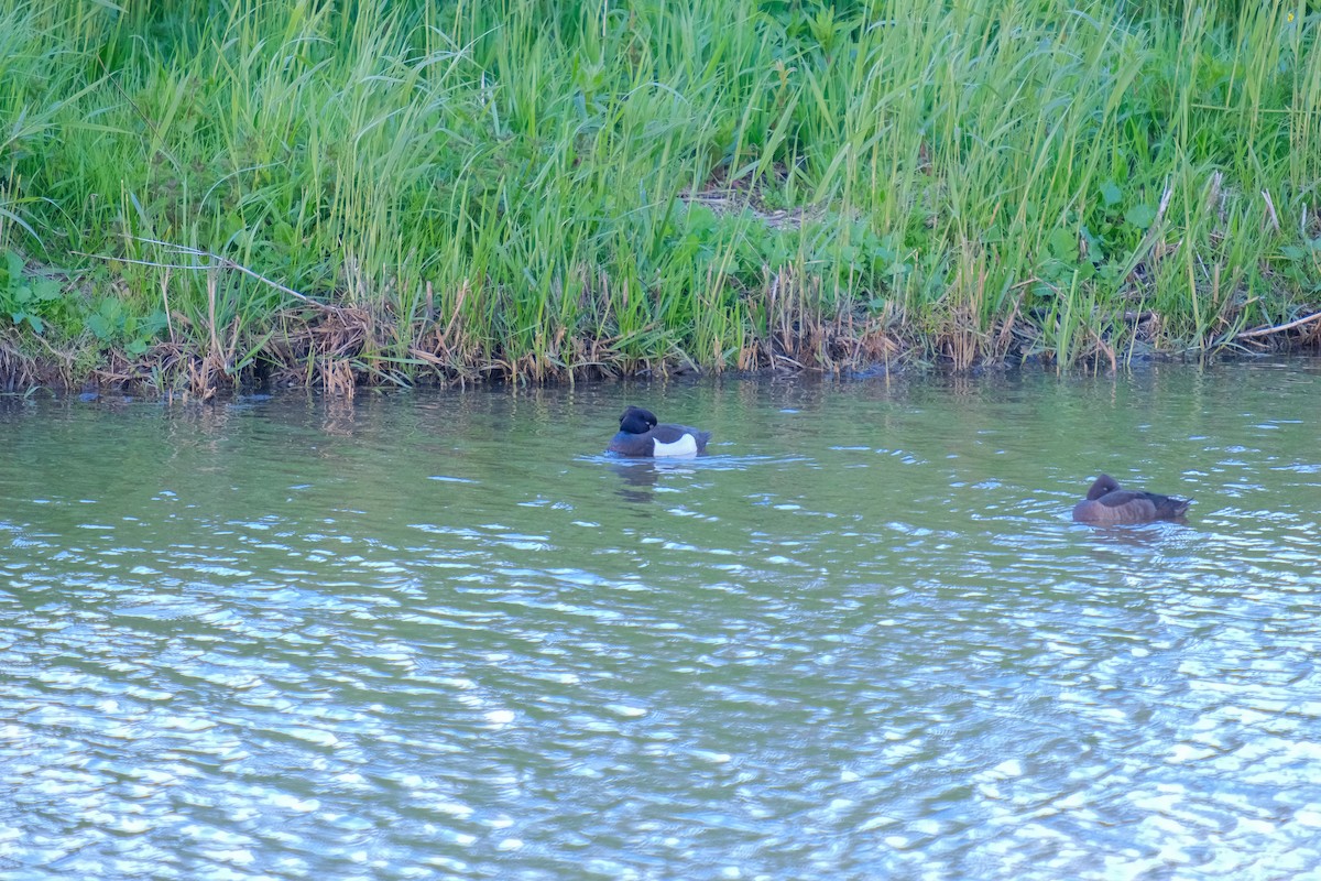 Tufted Duck - ML618770671