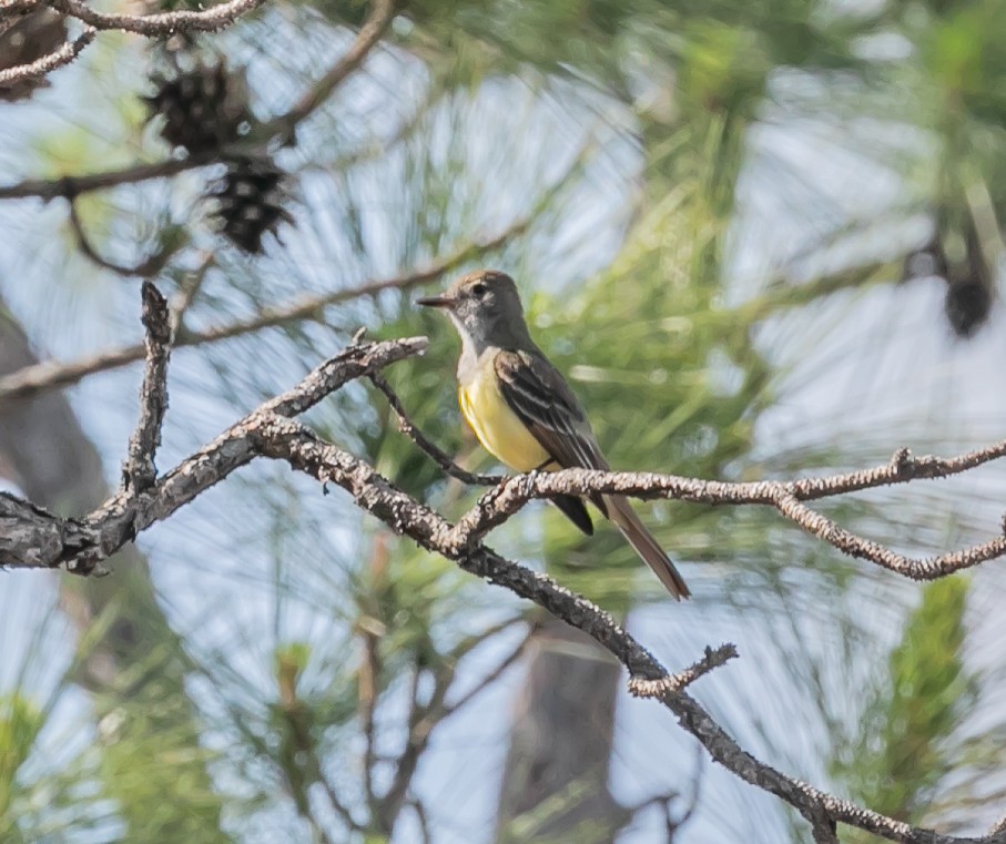 Great Crested Flycatcher - ML618770679