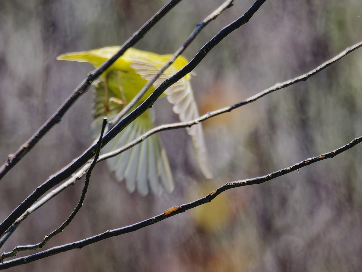 Yellow Warbler - Ralph Miner