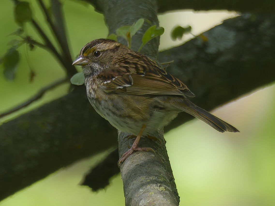 White-throated Sparrow - ML618770763