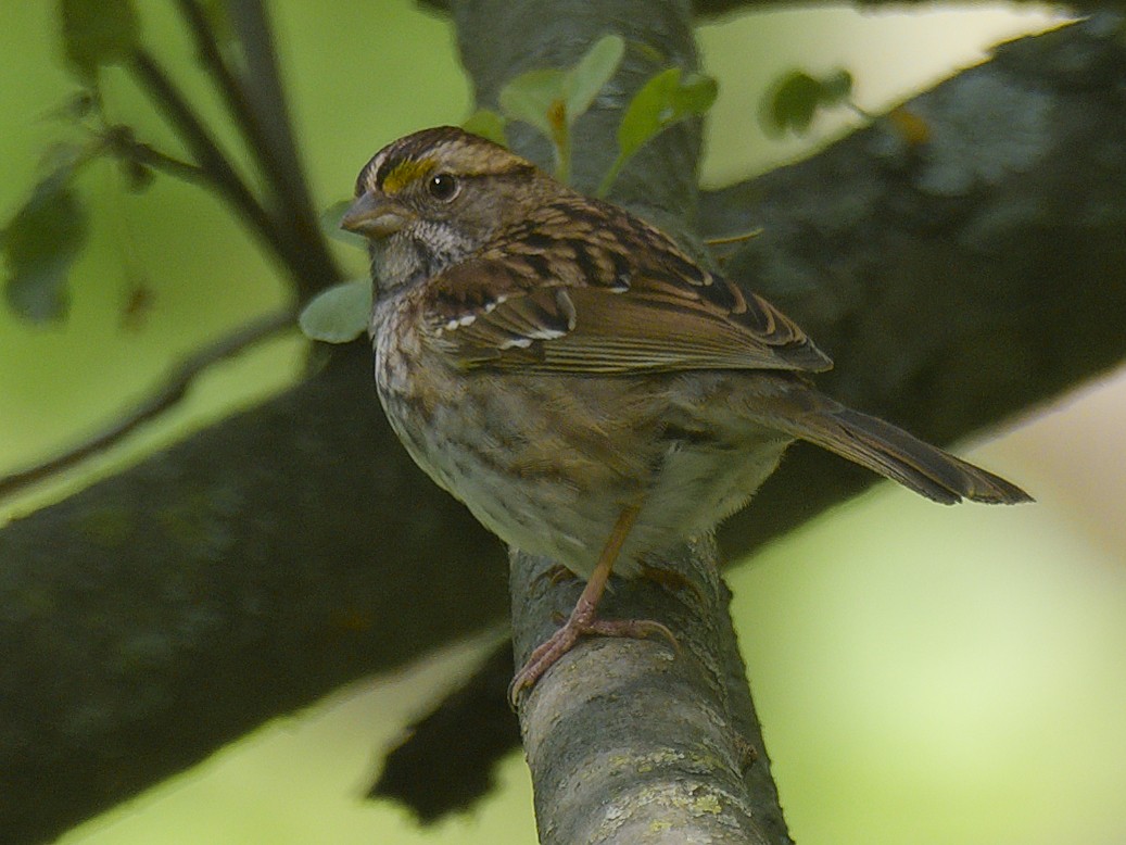 White-throated Sparrow - ML618770764