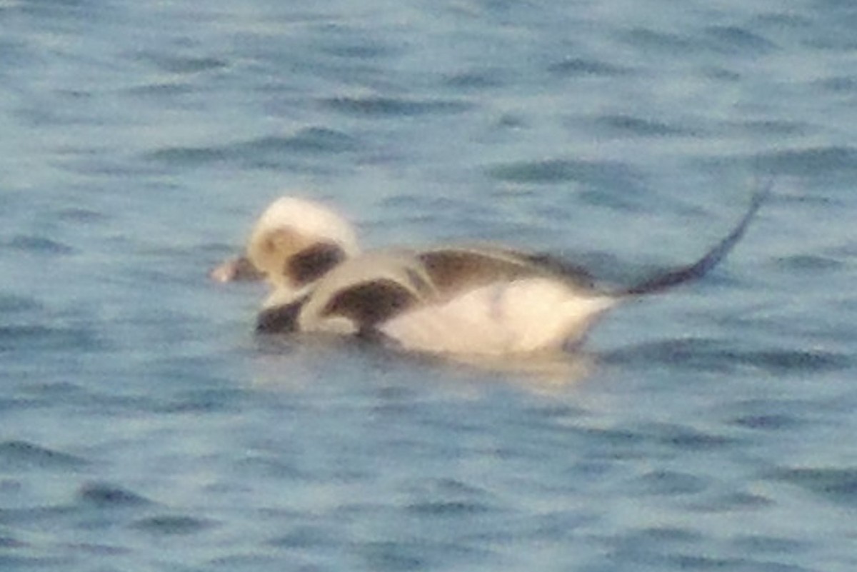 Long-tailed Duck - ML618770791