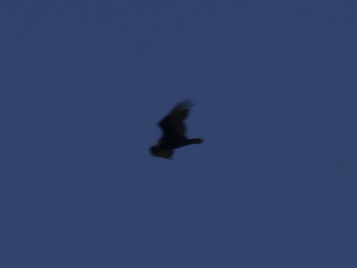 Turkey Vulture - ML618770806
