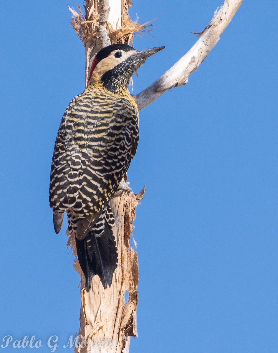 Green-barred Woodpecker - ML618770807