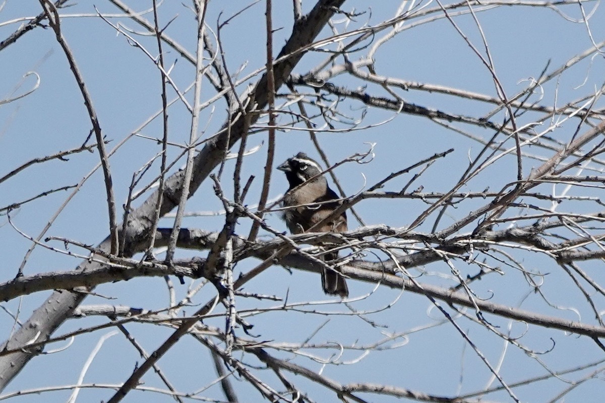 Black-throated Sparrow - ML618770815