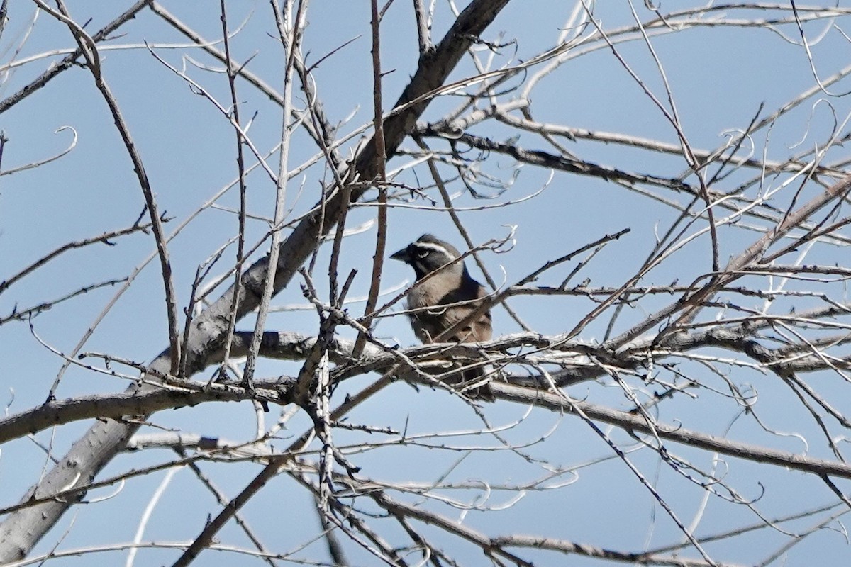 Black-throated Sparrow - ML618770816