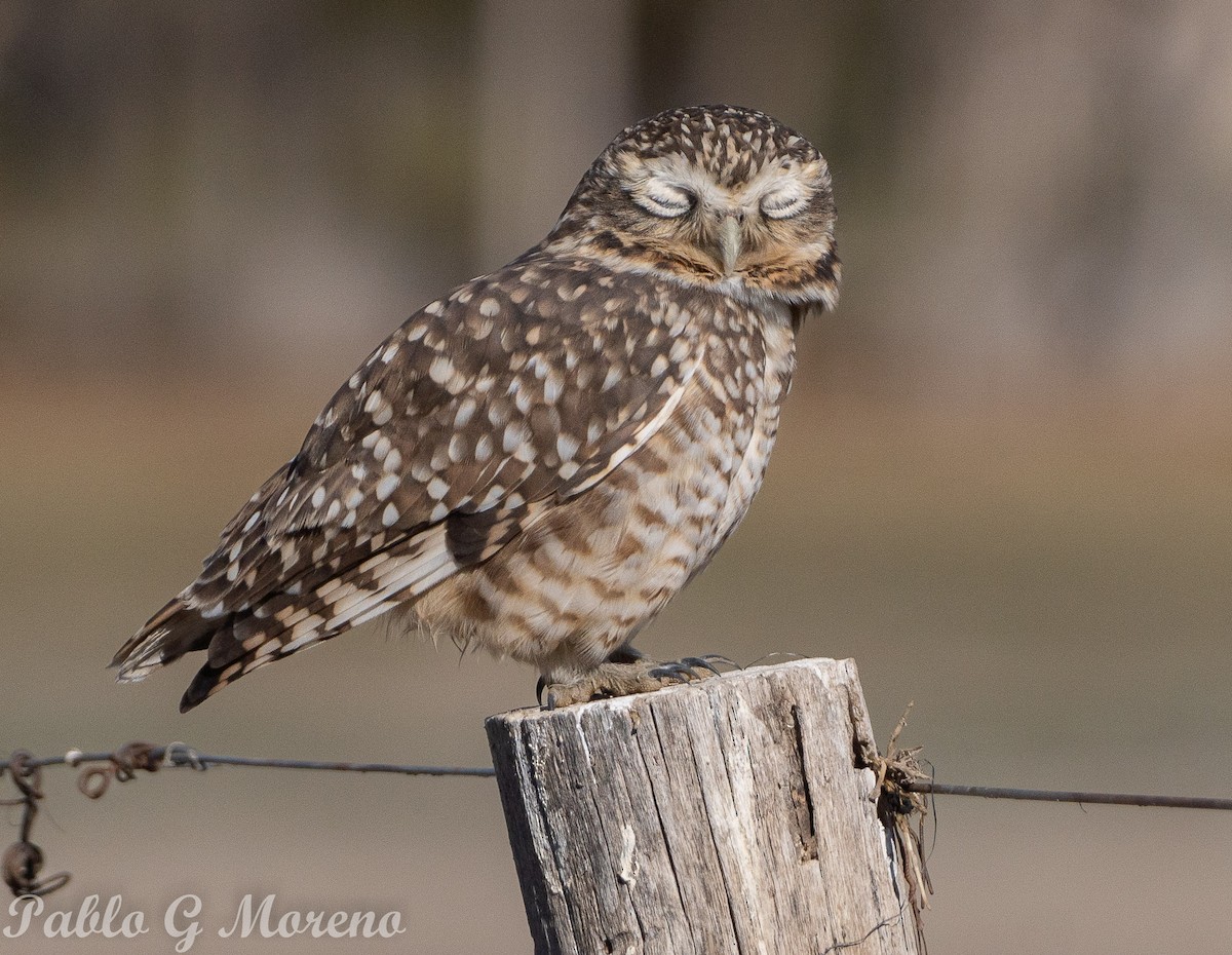 Burrowing Owl - ML618770850