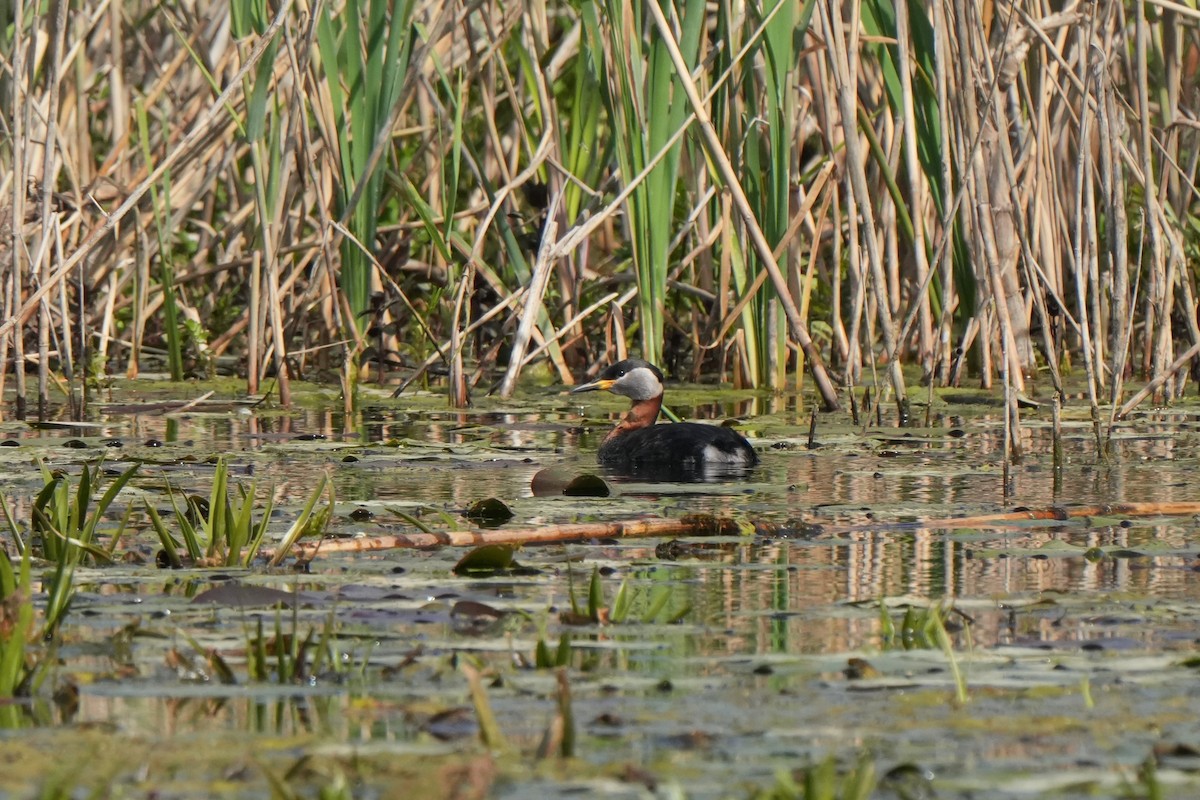 Red-necked Grebe - ML618770862