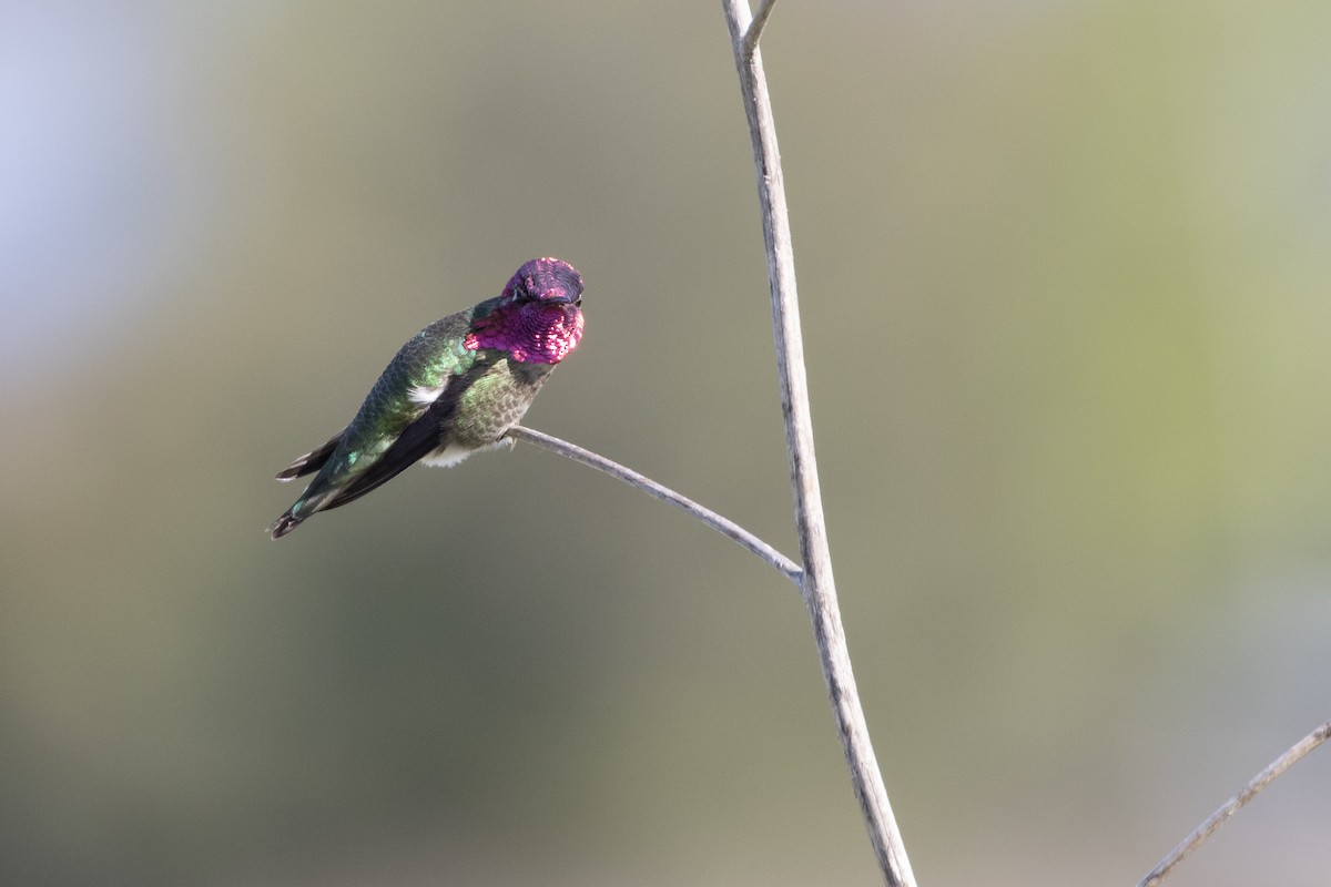 Anna's Hummingbird - ML618770920