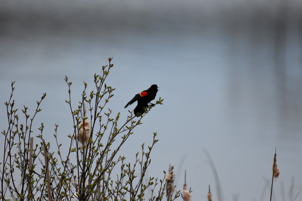 Red-winged Blackbird - ML618770955