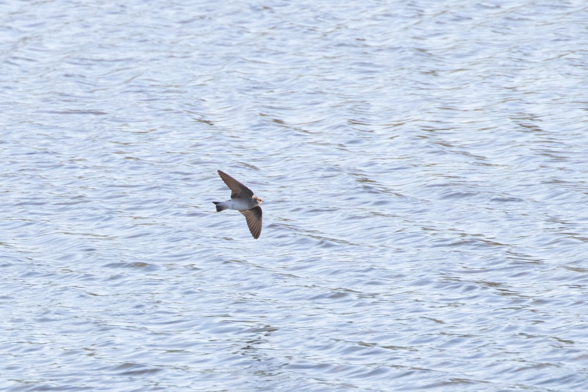 Northern Rough-winged Swallow - ML618770957