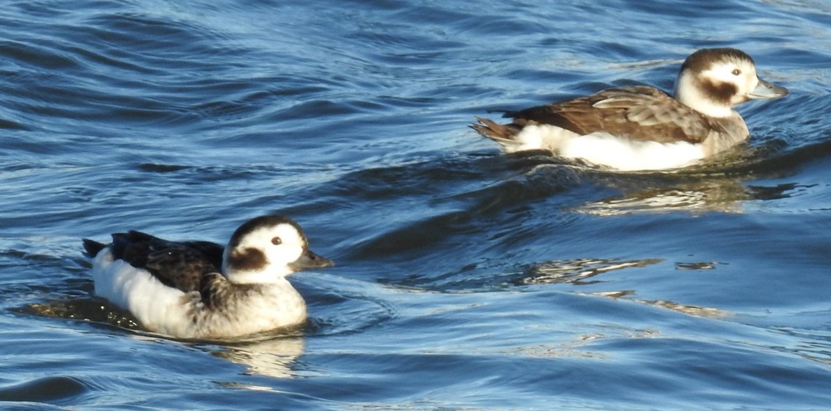 Long-tailed Duck - ML618770959