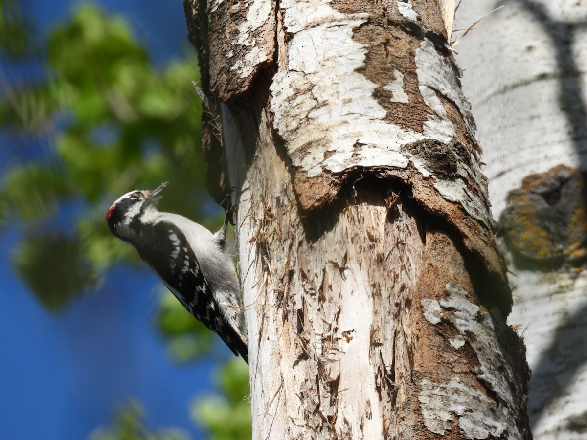 Downy Woodpecker - ML618770970