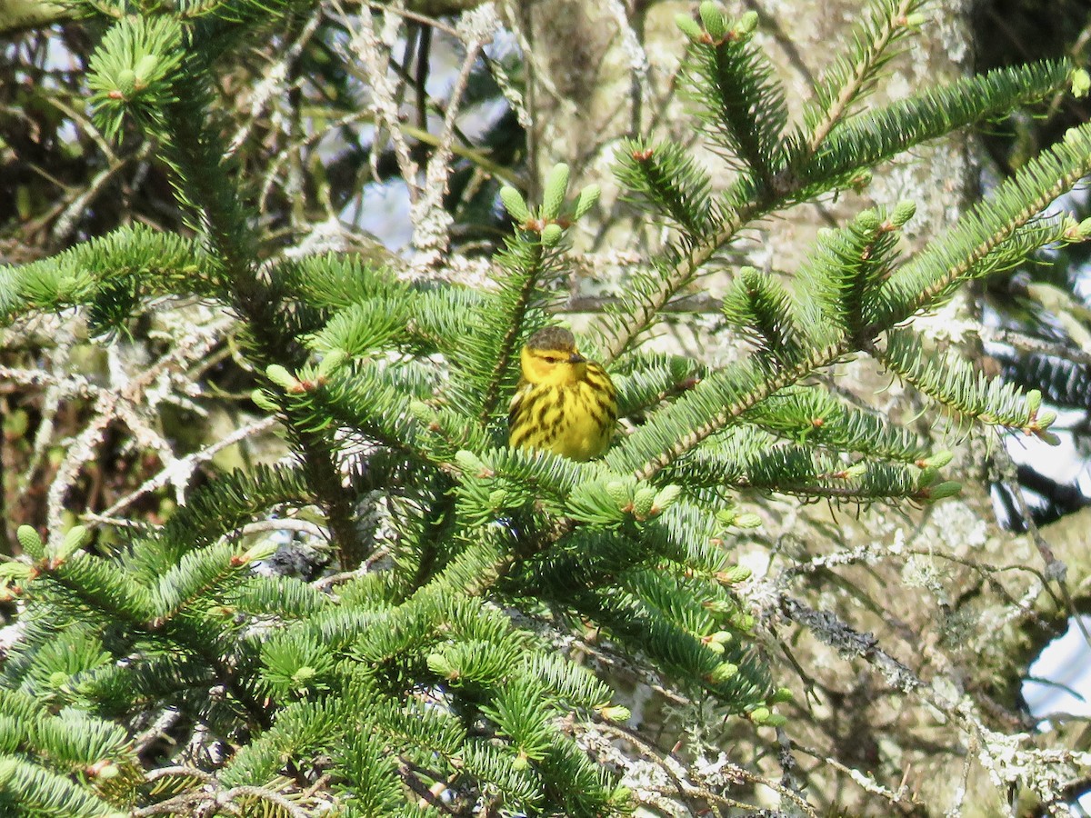 Cape May Warbler - ML618770973