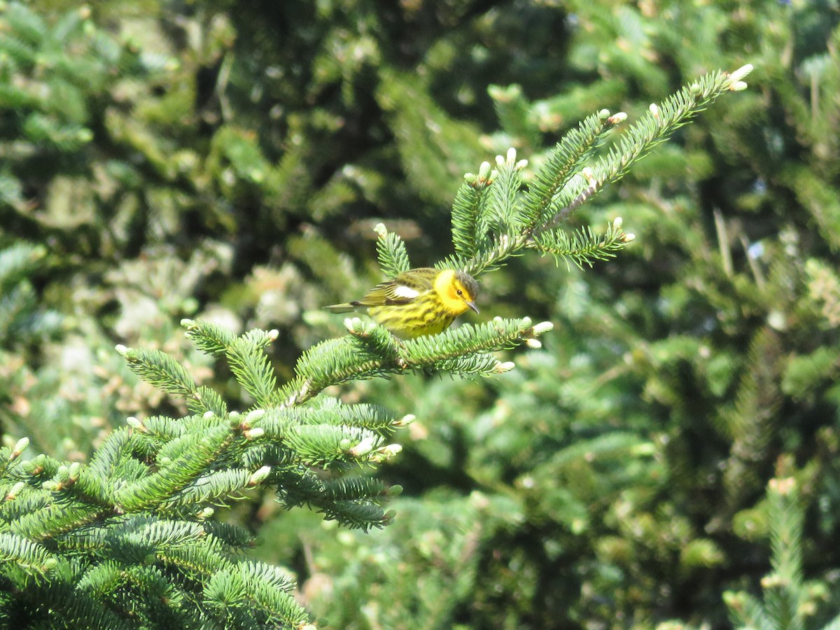 Cape May Warbler - ML618770974