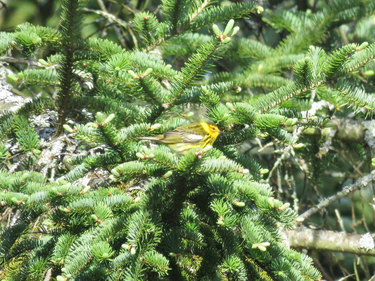 Cape May Warbler - ML618770975