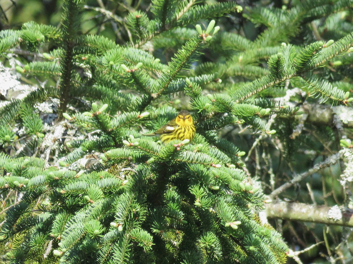 Cape May Warbler - ML618770979