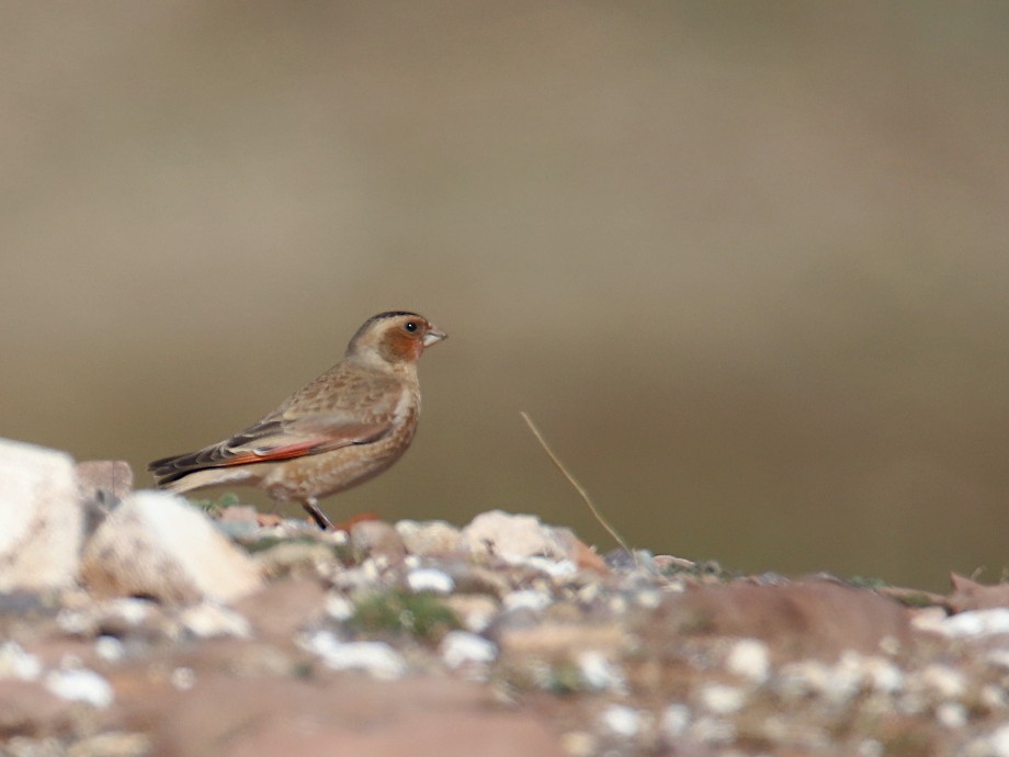 Crimson-winged Finch (African) - ML618770995
