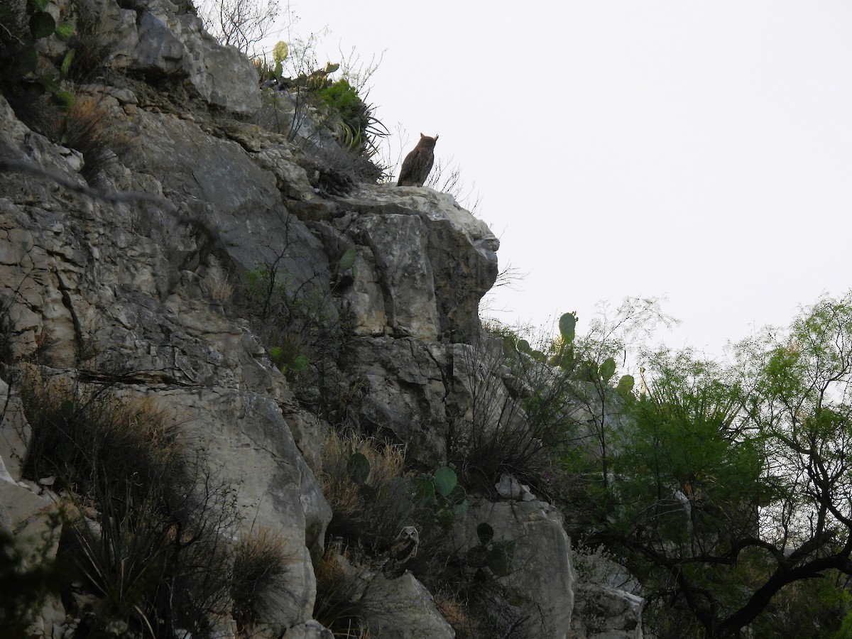 Great Horned Owl - ML618771056