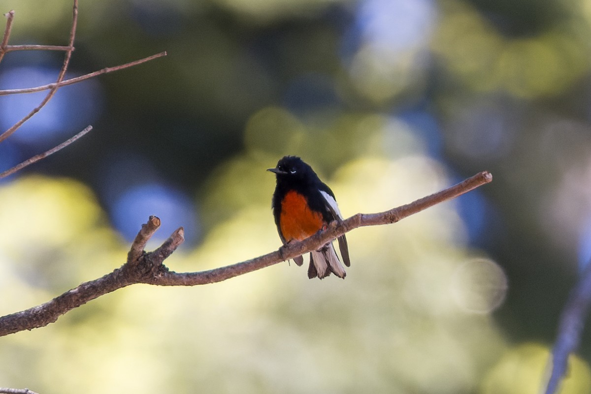 Painted Redstart - Kyle Shay