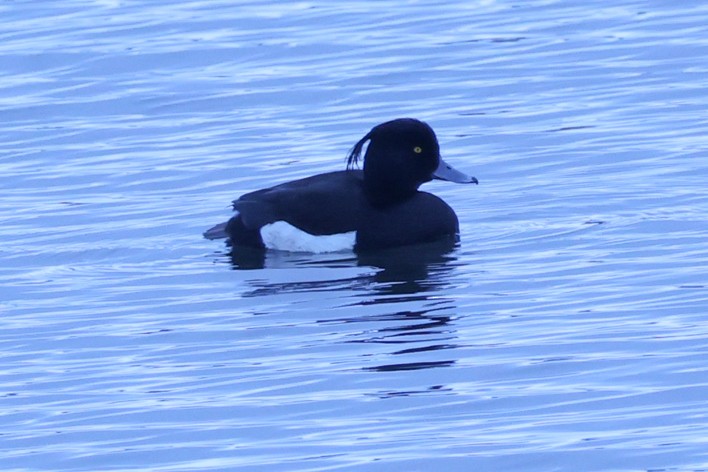 Tufted Duck - ML618771112