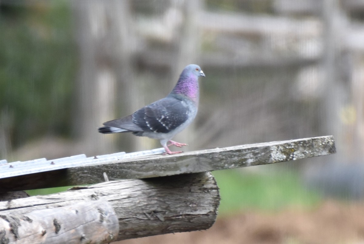 Rock Pigeon (Feral Pigeon) - ML618771115